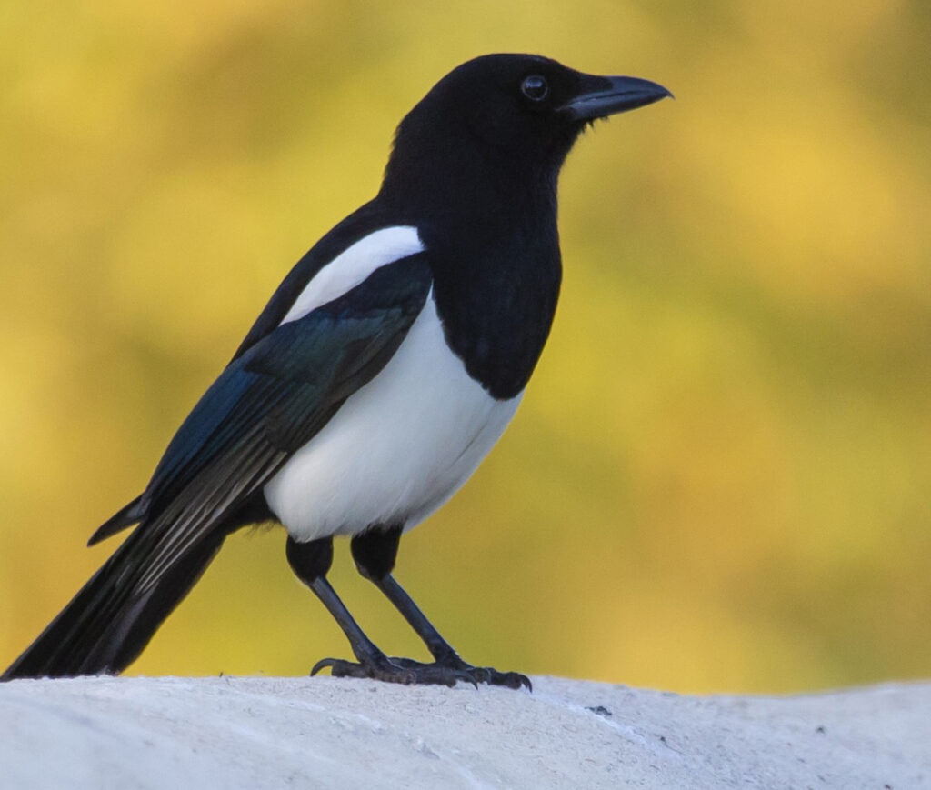 Sole focus. A close-up shot of a magpie bird, representing magpie syndrome and the hidden cost of poor prioritisation in business. Entrepreneurial magpies are naturally wired for innovation, but highly vulnerable to the next glittering distraction.